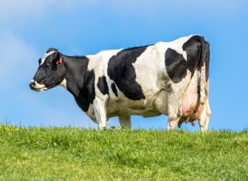 牛の乳房炎対策